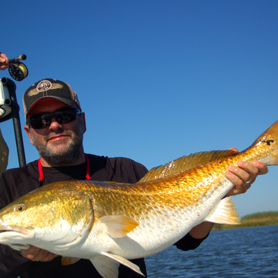 Bull Redfish fly fishing in Louisiana with Redfish Dynasty