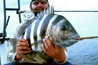 How to catch sheepshead on fly 