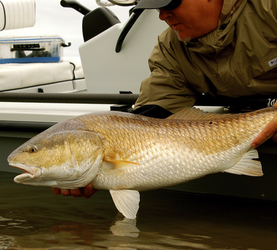 Chris releasing a giant redfish in the marshes of Hopedale Louisiana 